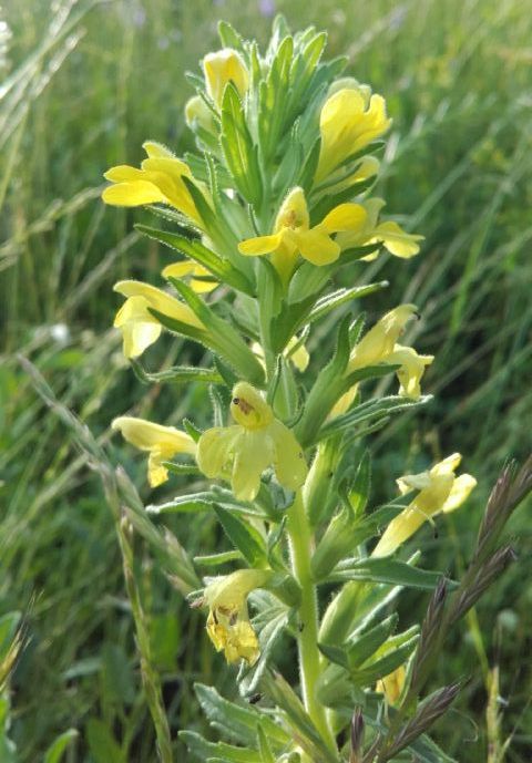 Parentucellia viscosa (Orobanchaceae)