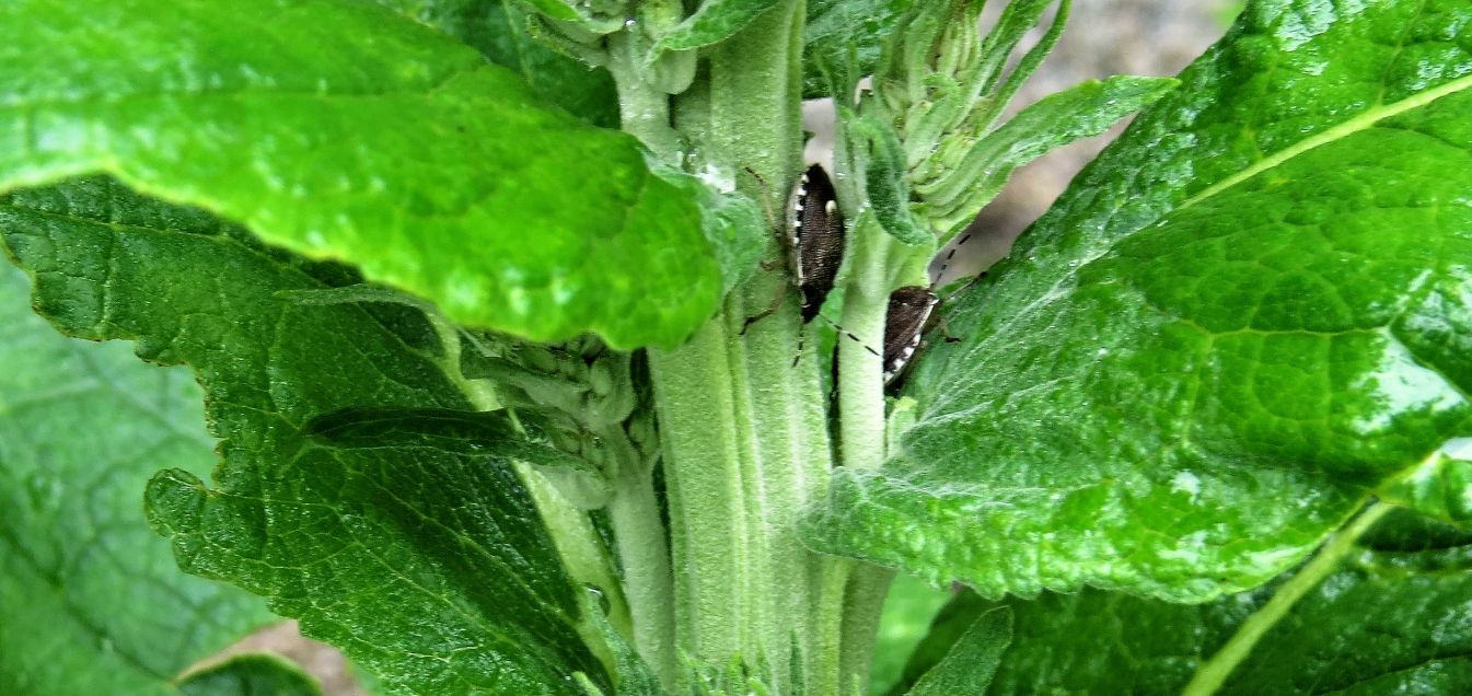 Pentatomidae:  Dolycoris baccarum e Holcostethus sphacelatus