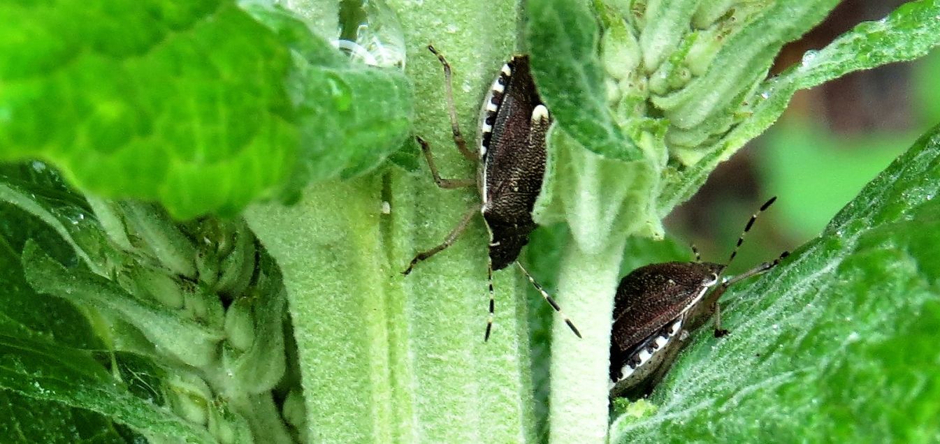 Pentatomidae:  Dolycoris baccarum e Holcostethus sphacelatus