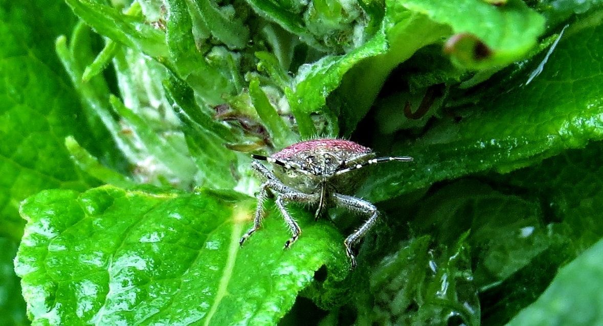 Pentatomidae:  Dolycoris baccarum e Holcostethus sphacelatus