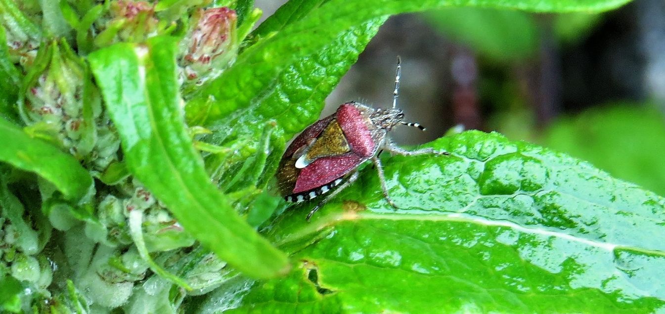 Pentatomidae:  Dolycoris baccarum e Holcostethus sphacelatus