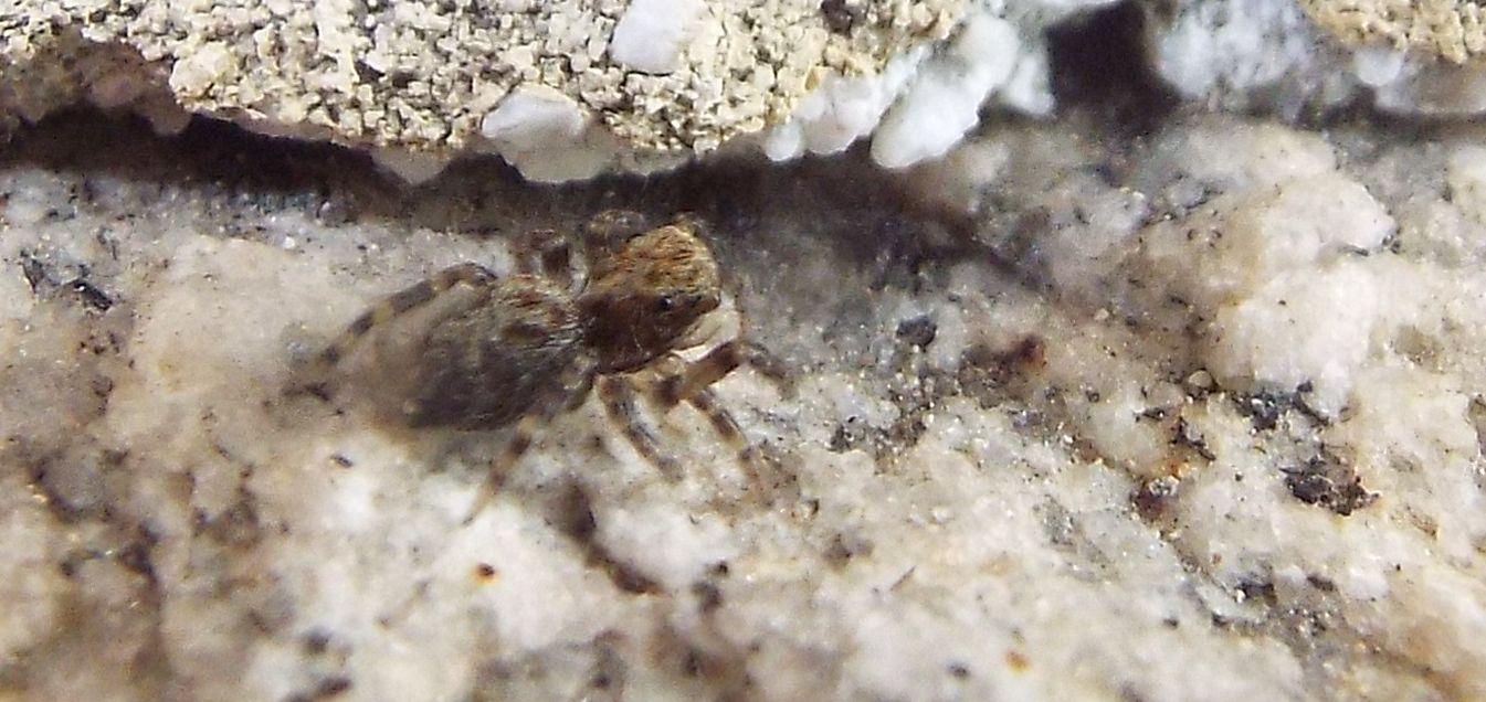 Pseudeuophrys sp. - Cazzago Brabbia (VA)