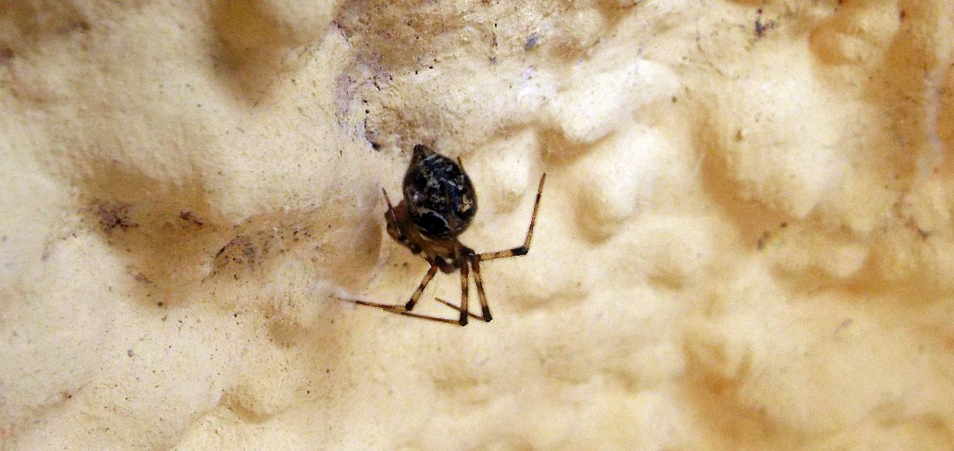 Theridion sp. ? No, Parasteatoda cfr. tepidariorum - Cazzago Brabbia (VA)