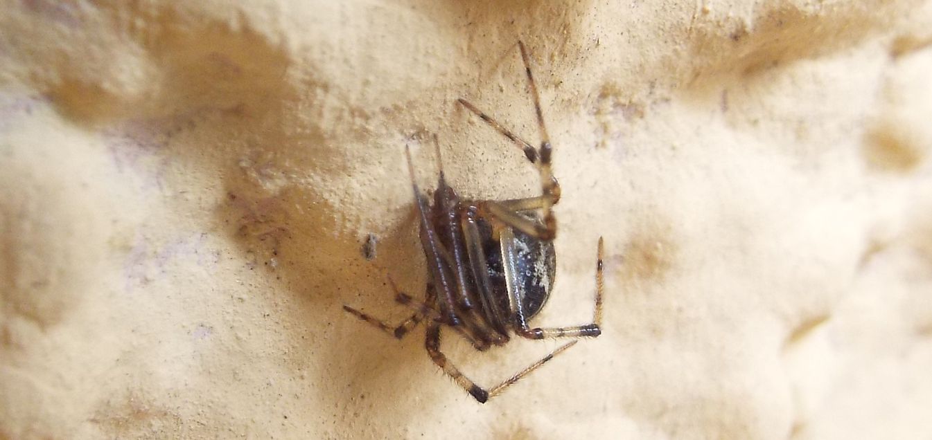 Theridion sp. ? No, Parasteatoda cfr. tepidariorum - Cazzago Brabbia (VA)