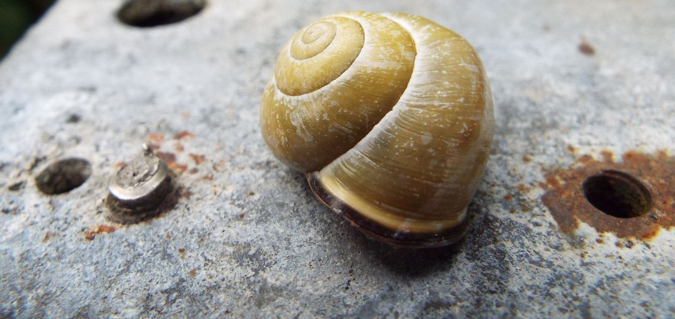 Cepaea nemoralis nemoralis (Helicidae)