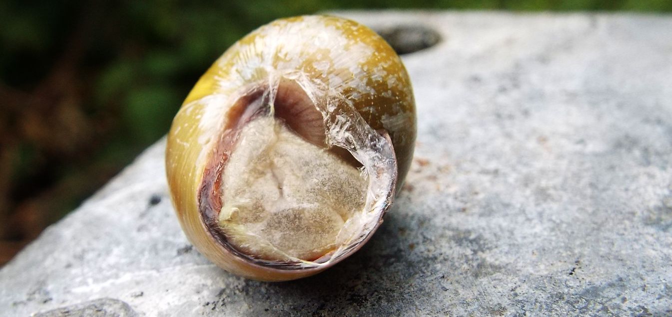 Cepaea nemoralis nemoralis (Helicidae)