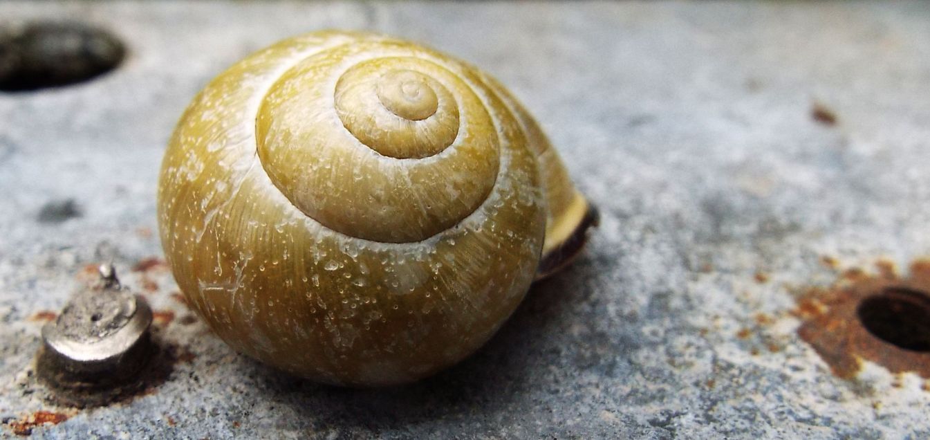 Cepaea nemoralis nemoralis (Helicidae)