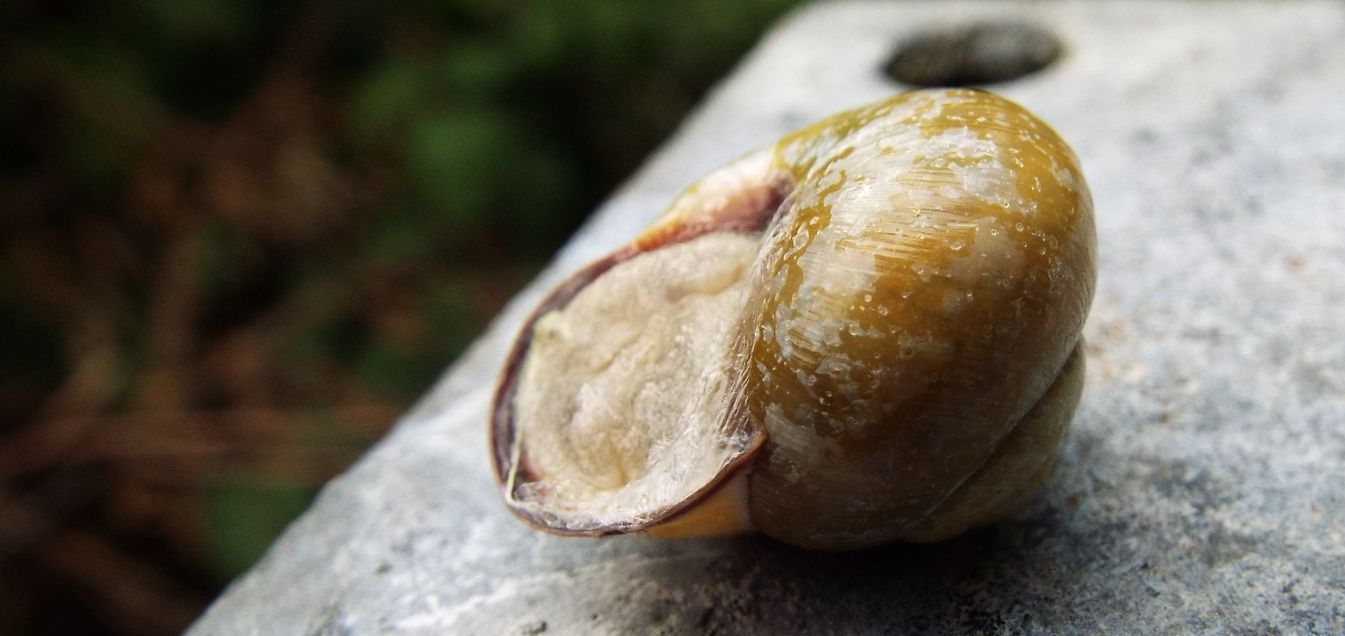 Cepaea nemoralis nemoralis (Helicidae)