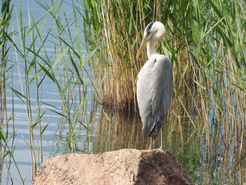 Airone cenerino (Ardea cinerea):  curiosit