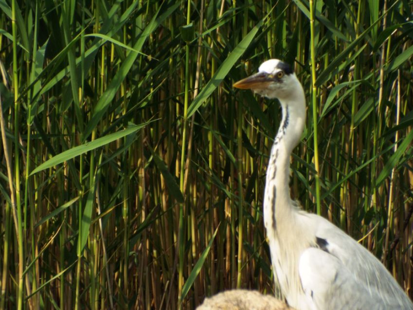 Airone cenerino (Ardea cinerea):  curiosit