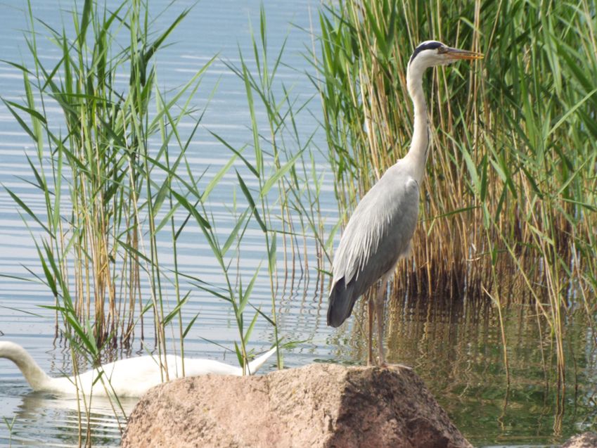 Airone cenerino (Ardea cinerea):  curiosit