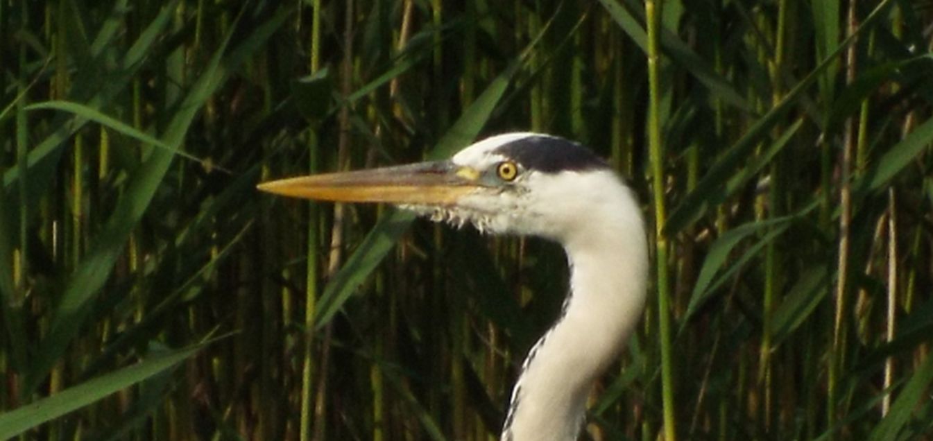 Airone cenerino (Ardea cinerea):  curiosit