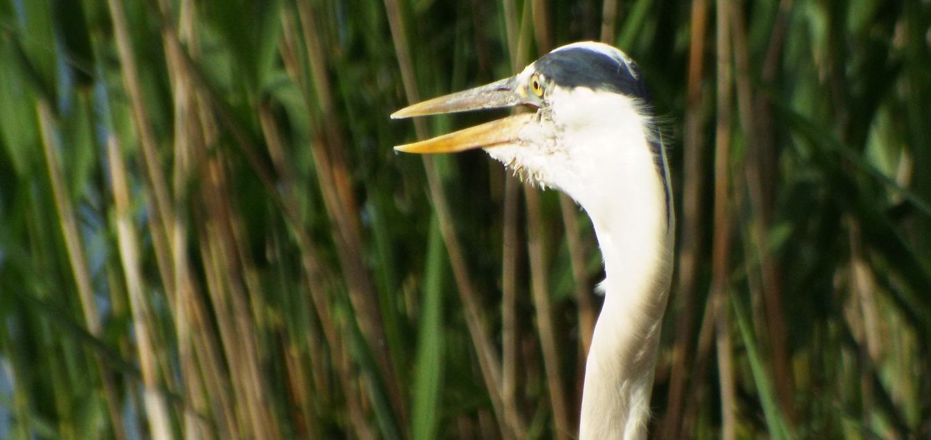 Airone cenerino (Ardea cinerea):  curiosit