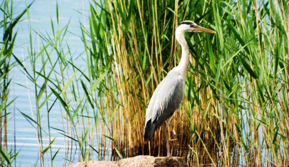 Airone cenerino (Ardea cinerea):  curiosit