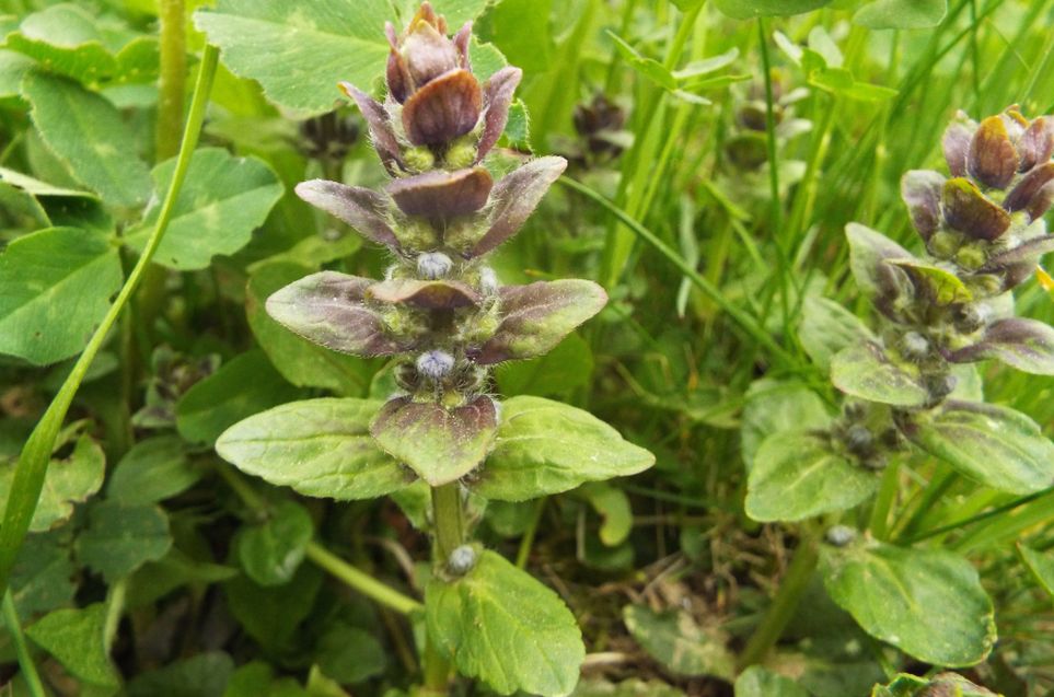 Ajuga reptans (Lamiaceae)