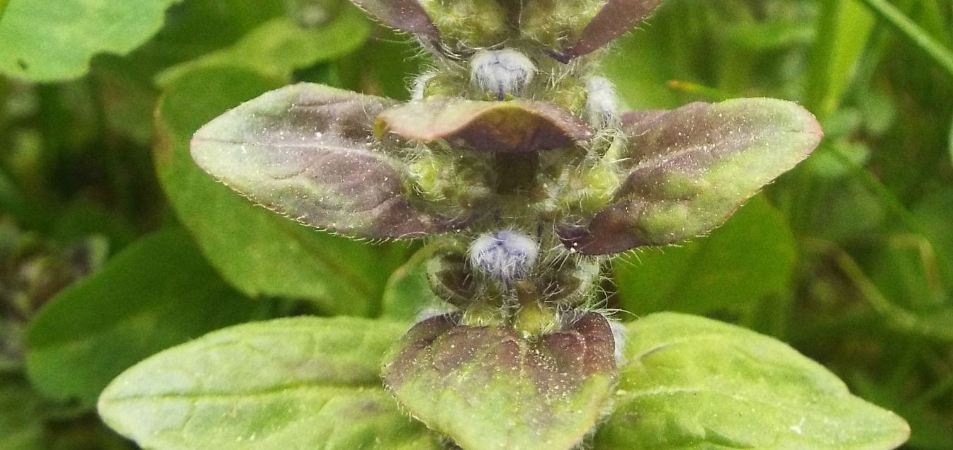 Ajuga reptans (Lamiaceae)