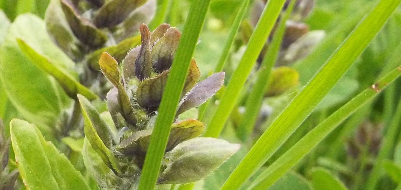 Ajuga reptans (Lamiaceae)