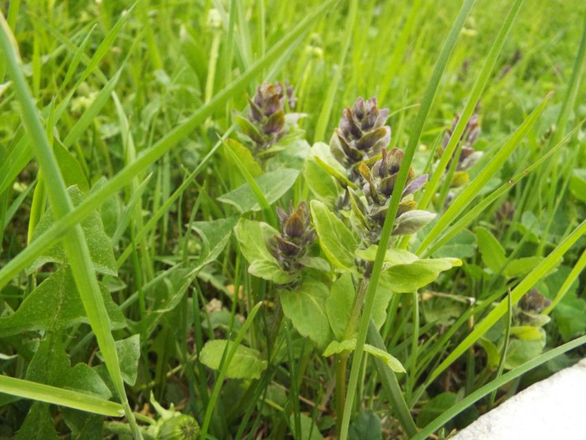 Ajuga reptans (Lamiaceae)