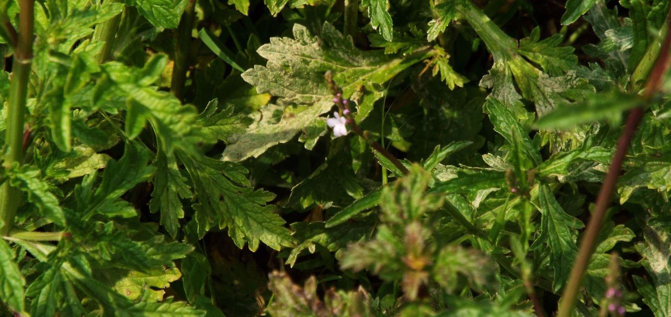 Verbena officinalis  (Verbenaceae)