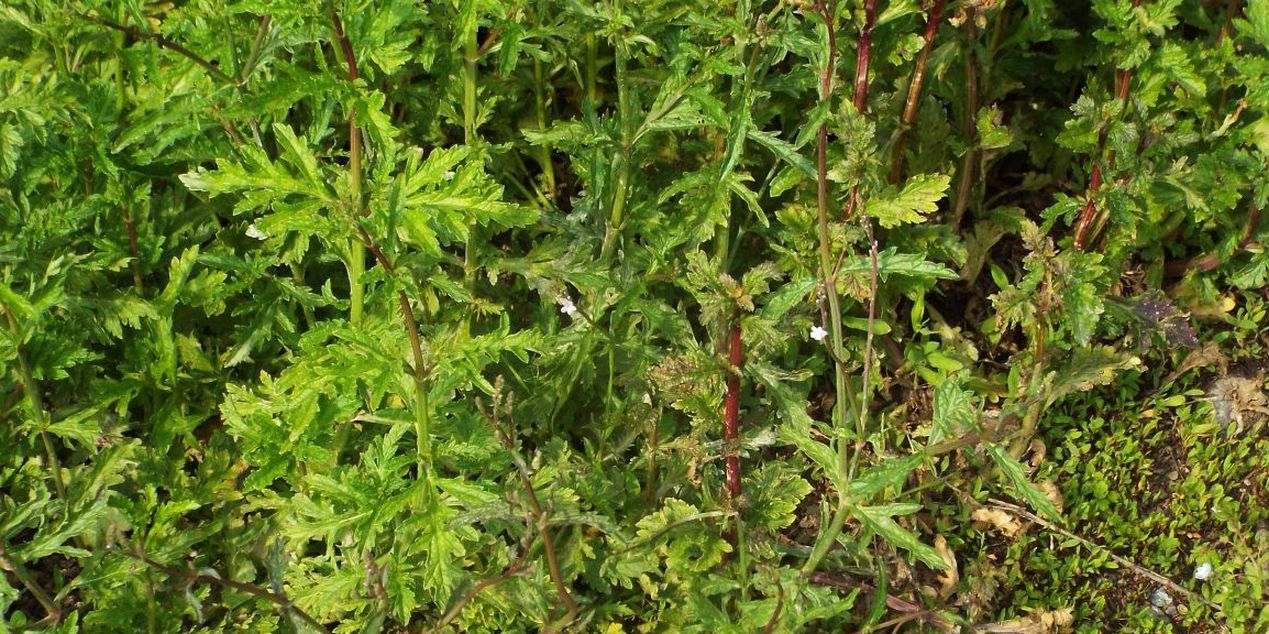 Verbena officinalis  (Verbenaceae)