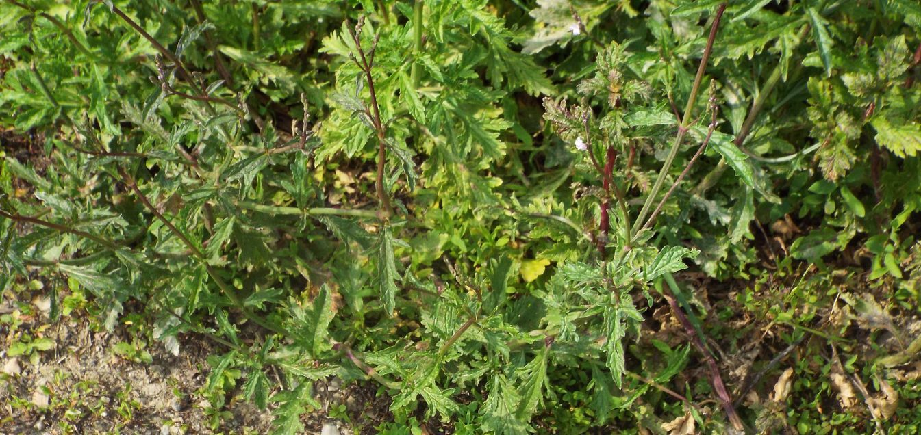 Verbena officinalis  (Verbenaceae)