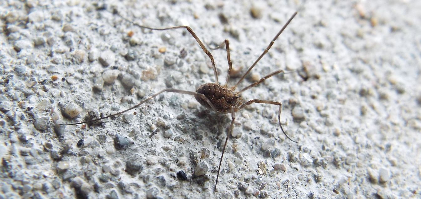 Phalangium opilio, femmina  (Phalangiidae)