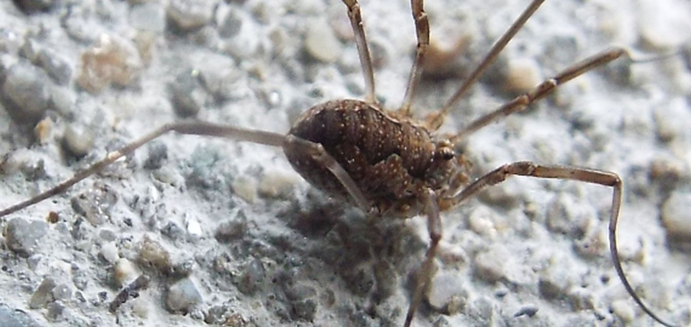 Phalangium opilio, femmina  (Phalangiidae)