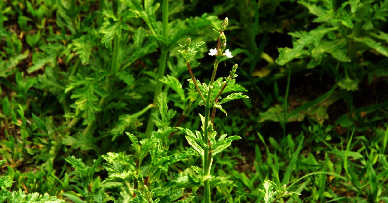 Verbena officinalis  (Verbenaceae)