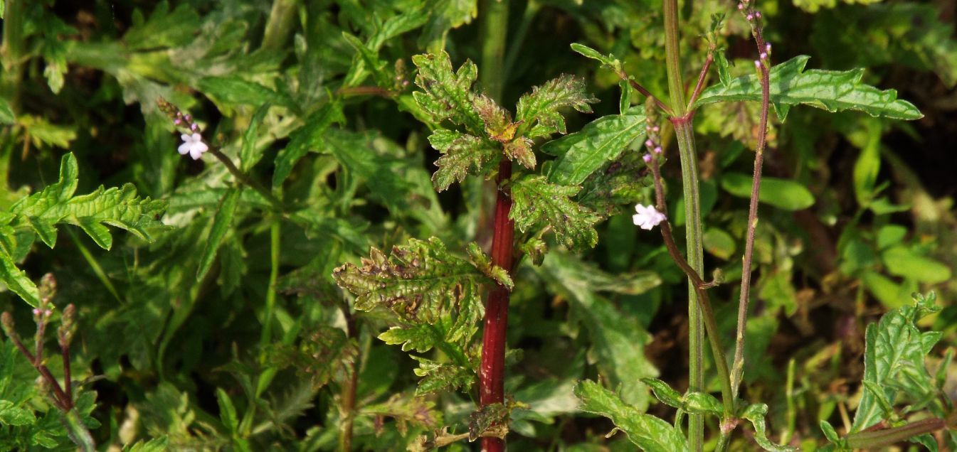 Verbena officinalis  (Verbenaceae)