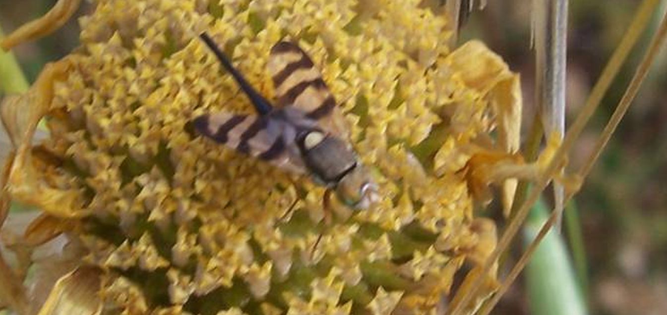 Tephritidae: Urophora sp.