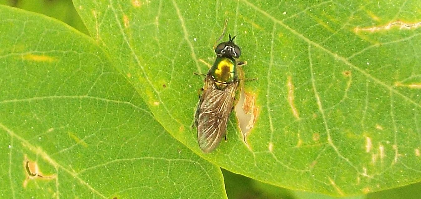 Chloromyia formosa, femmina (Stratiomyidae)