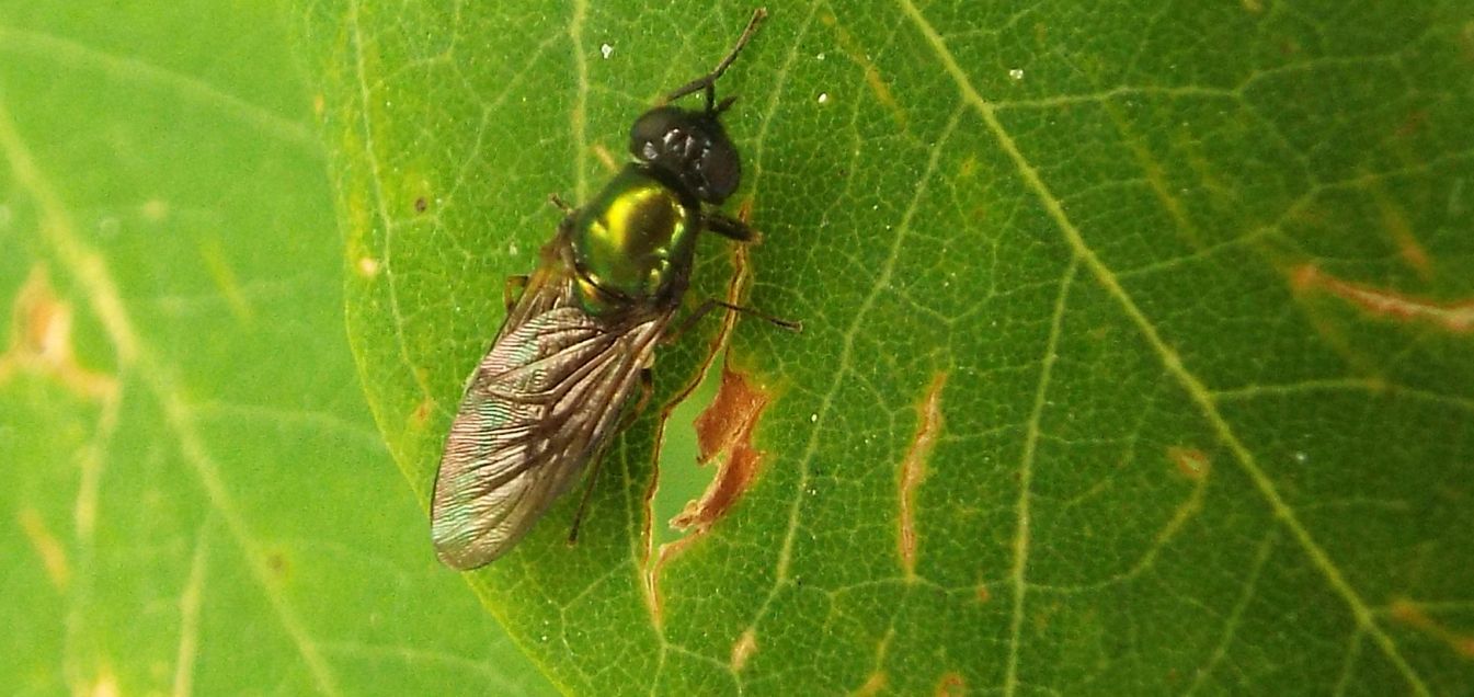 Chloromyia formosa, femmina (Stratiomyidae)