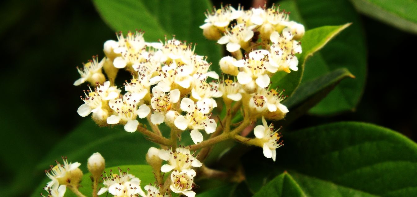 Cotoneaster cfr. lacteus (Rosaceae)