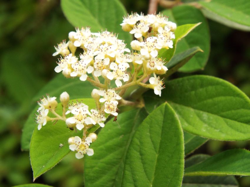 Cotoneaster cfr. lacteus (Rosaceae)