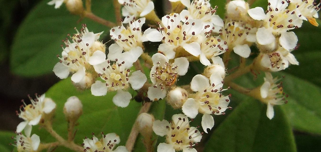 Cotoneaster cfr. lacteus (Rosaceae)