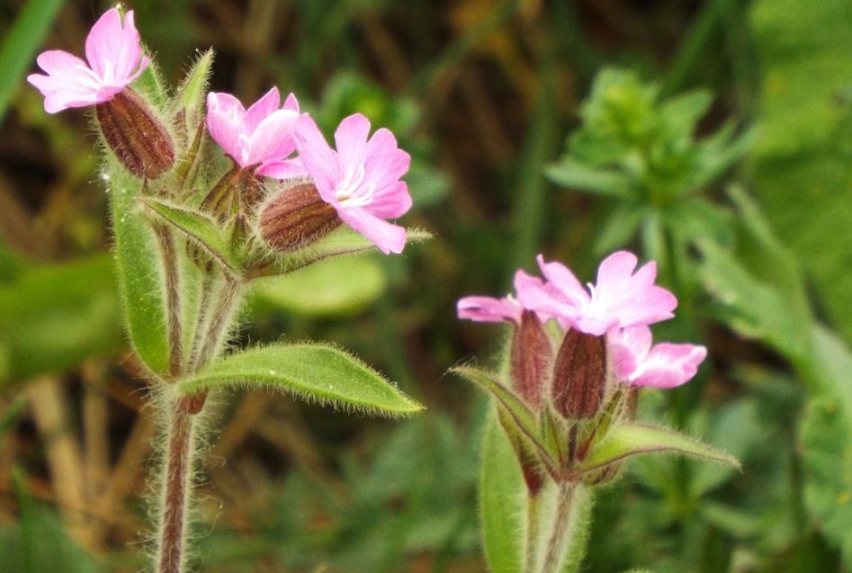 Silene dioica?  S !