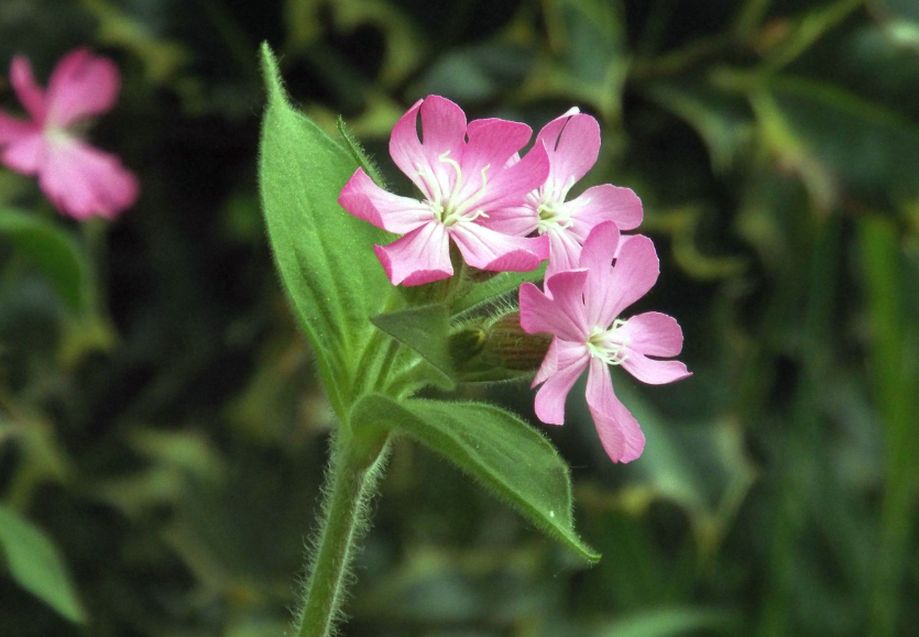 Silene dioica?  S !