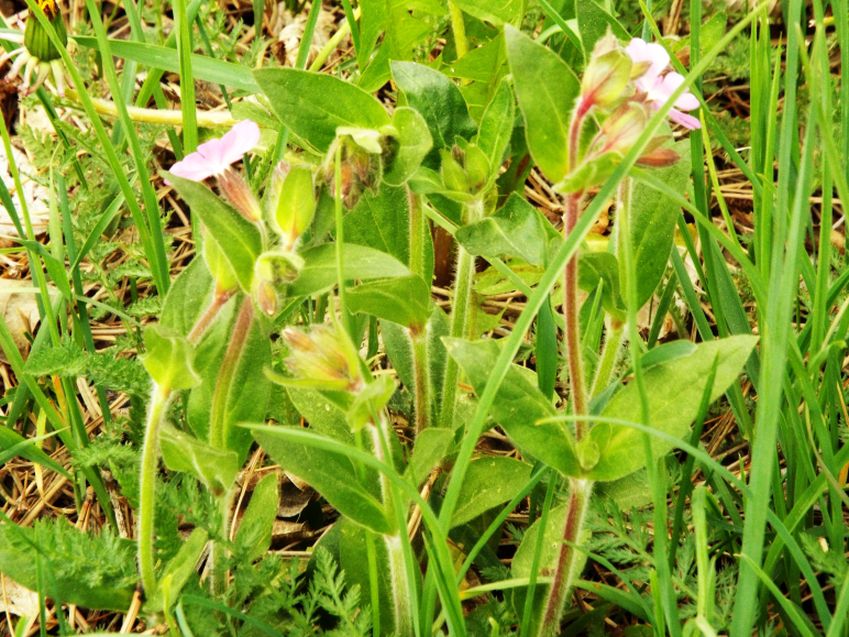 Silene dioica?  S !