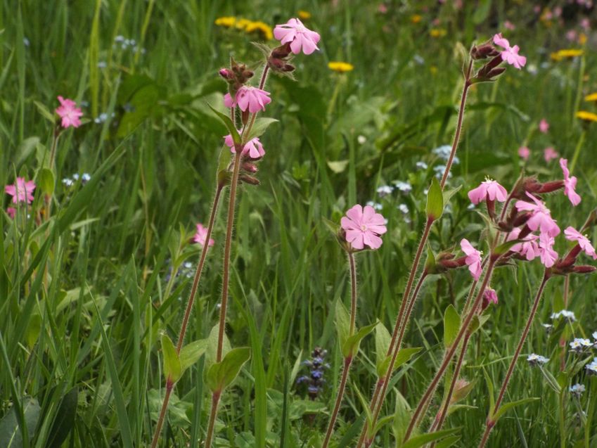 Silene dioica?  S !