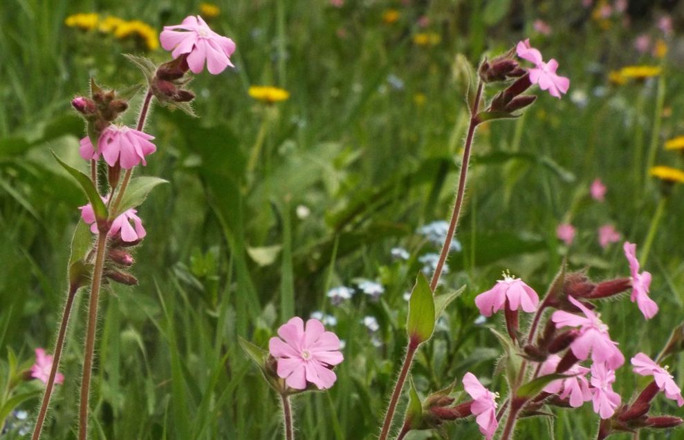 Silene dioica?  S !