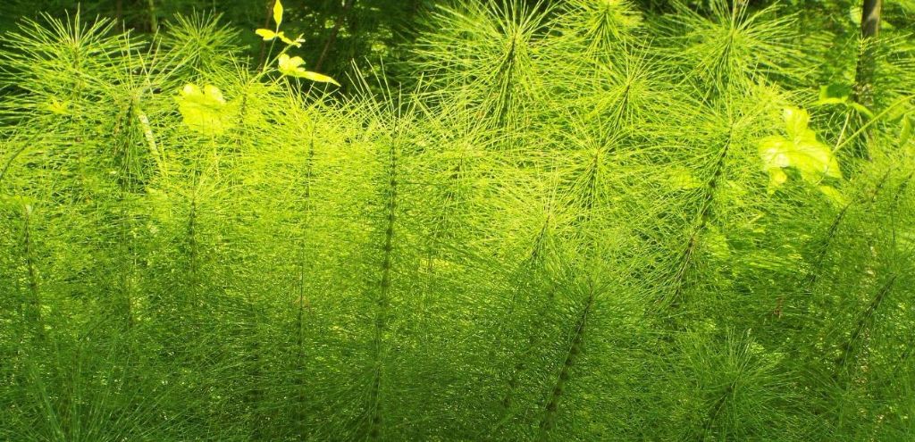 Equisetum palustre ?  No, Equisetum arvense