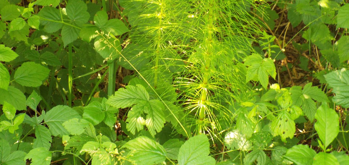 Equisetum palustre ?  No, Equisetum arvense