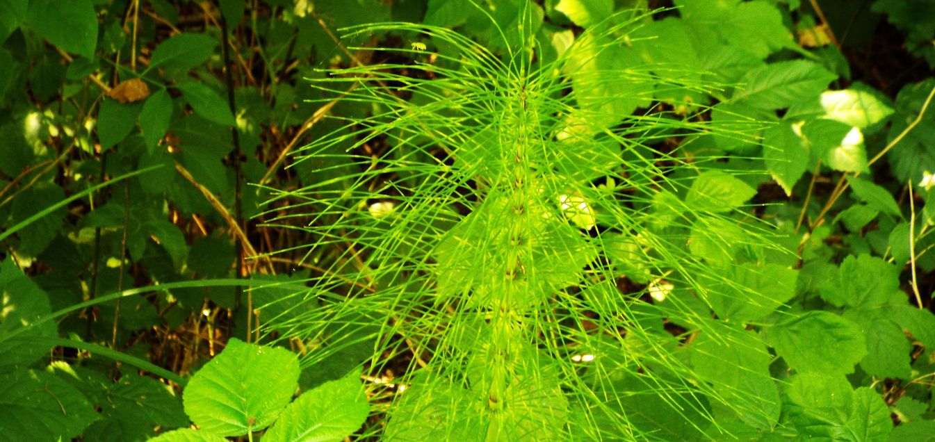 Equisetum palustre ?  No, Equisetum arvense