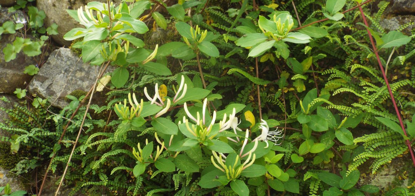 Lonicera japonica (Caprifoliaceae)