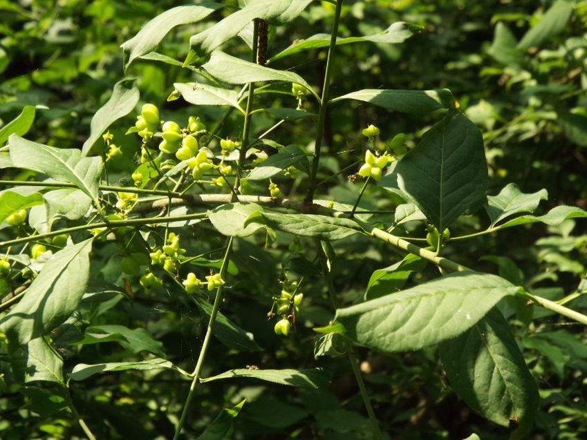 Euonymus europaeus (Celastraceae)