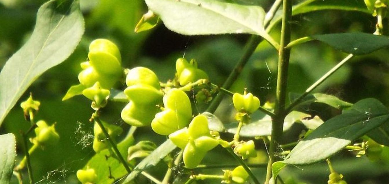 Euonymus europaeus (Celastraceae)