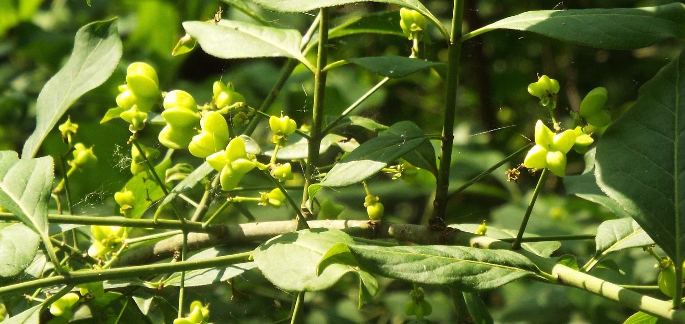 Euonymus europaeus (Celastraceae)