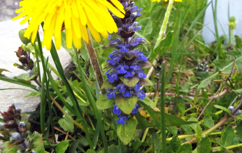 Ajuga reptans (Lamiaceae)