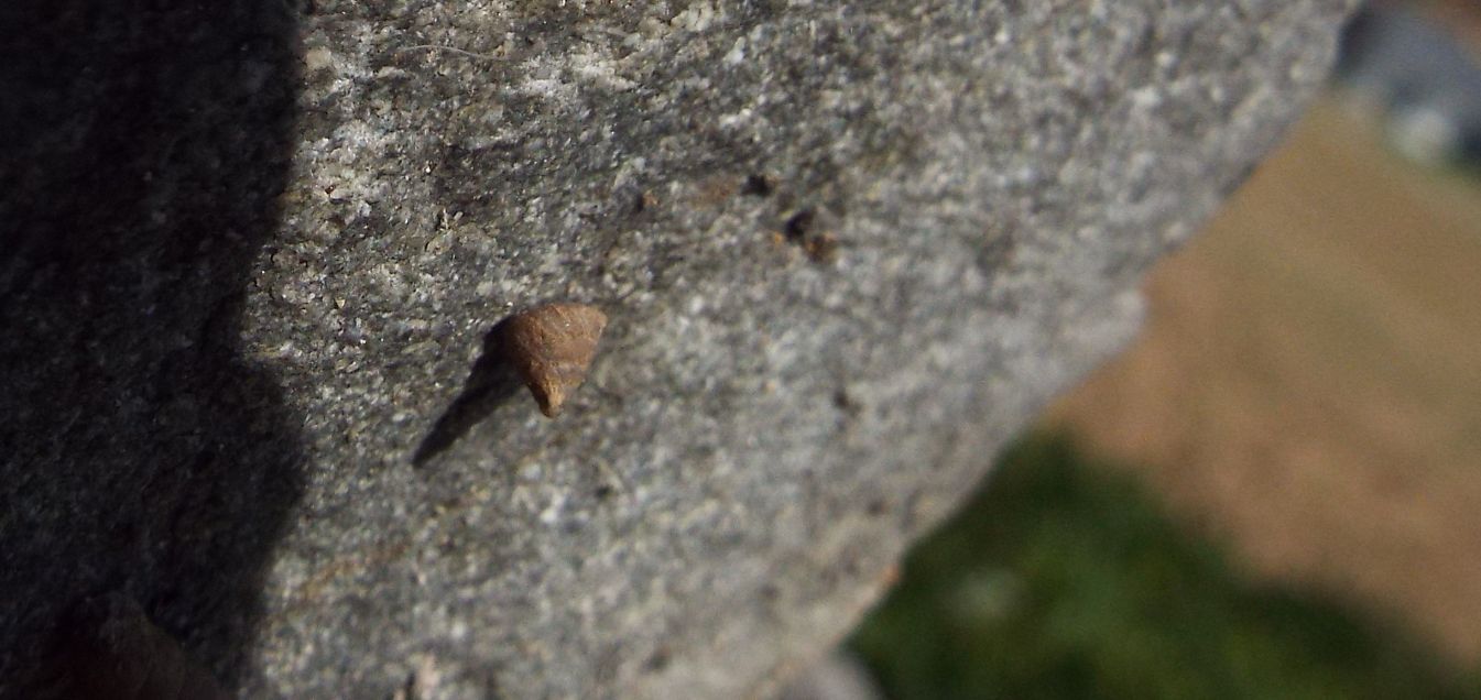 Cochlostoma septemspirale (Cochlostomatidae)