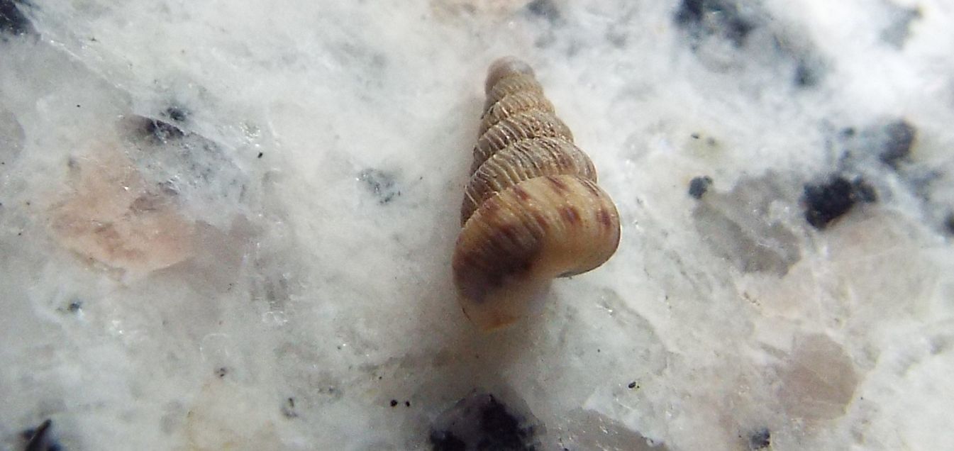 Cochlostoma septemspirale (Cochlostomatidae)